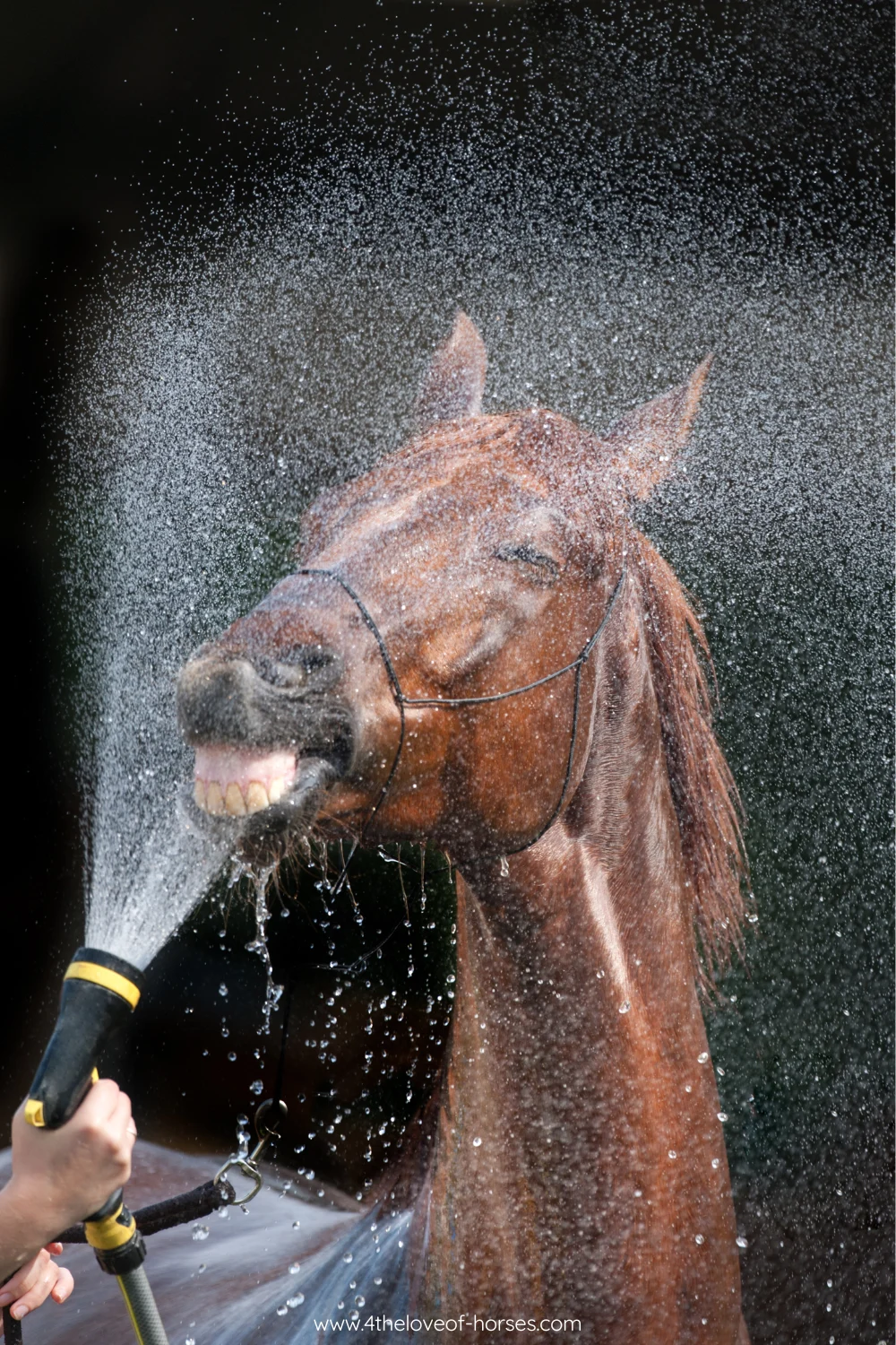 Keeping horses cool in summer heat — 4theloveof-horses.com